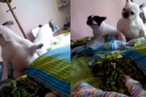 Hai chú chó nhảy siêu hài theo tiếng nhạc