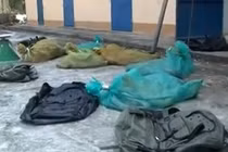 Bắt giữ đối tượng vận chuyển 60kg rắn hổ mang chúa