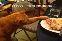 Ảnh chế động vật hài hước: Mèo ăn vụng