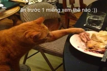 Ảnh chế động vật hài hước: Mèo ăn vụng
