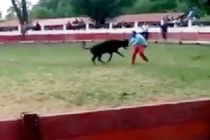 Trêu bò... bị húc suýt chết