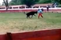 Trêu bò... bị húc suýt chết