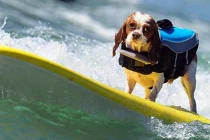 Những chú chó “sành điệu” lướt ván trên biển