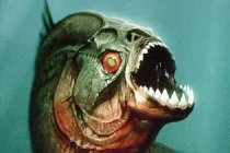 Cá piranha ăn sạch con ếch trong vài giây