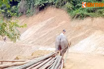 Sợ gặp nghi phạm thảm sát ở Yên Bái, dân không dám vào rẫy