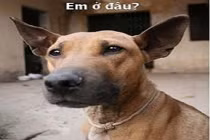 Giây phút “nguy hiểm” của động vật (36)