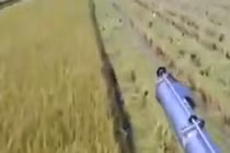 Tắc kè “chạy đua” với máy gặt