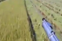 Tắc kè “chạy đua” với máy gặt