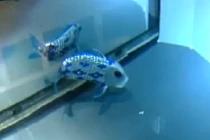 Cá robot bơi như thật trong nước