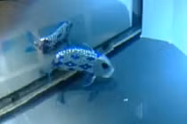 Cá robot bơi như thật trong nước