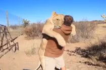 Xúc động sư tử ôm chặt chủ nhân khi được ra khỏi cửa