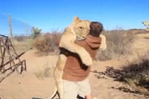 Xúc động sư tử ôm chặt chủ nhân khi được ra khỏi cửa