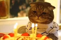 Sinh nhật của mèo “FA“
