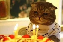 Sinh nhật của mèo “FA“