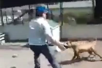 Nam thanh niên trêu chó để lấy tiếng