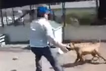 Nam thanh niên trêu chó để lấy tiếng