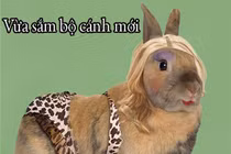 Cười nắc nẻ khi động vật tỏ ra “nguy hiểm” (P19)