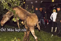 Giây phút “nguy hiểm” của động vật (P29)