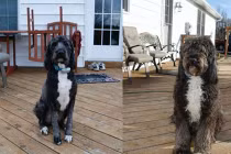 Muôn kiểu cảm xúc của loài chó 