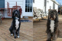 Muôn kiểu cảm xúc của loài chó 