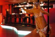 Khi động vật “khiêu vũ“