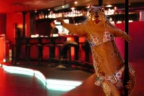 Khi động vật “khiêu vũ“