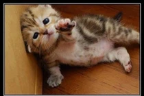 Khi động vật tỏ ra nguy hiểm (P18)