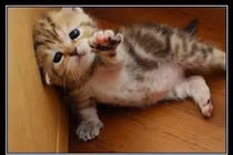 Khi động vật tỏ ra nguy hiểm (P18)