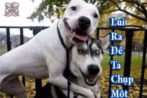 Ảnh chế khi động vật tỏ ra “nguy hiểm” (P20)