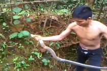 Rùng mình xem “trẻ trâu” tay không bắt rắn hổ mang