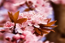 Bao giờ thì biết mùa xuân về?