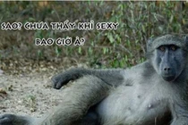 Khi động vật tỏ ra “nguy hiểm” (P12)