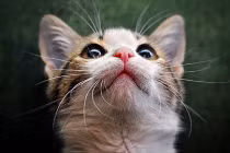 Mèo con “nghiêm túc” 