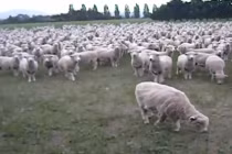 Clip siêu hài hước (P9): Cừu phản đối