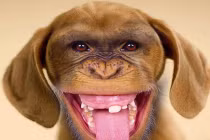 Sự kết hợp hài hước của động vật: Chó mặt khỉ (3)