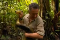 Nếu gặp trăn khổng lồ trong rừng, bạn sẽ làm gì?