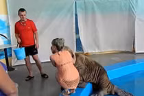 Hot girl bị sư tử biển... “sàm sỡ”