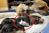 Ảnh cười Facebook: “Kẻ lạ mặt“