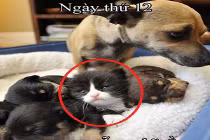 Ảnh cười Facebook: “Kẻ lạ mặt“