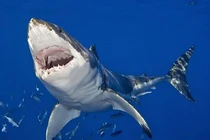 Cá mập lại xuất hiện ở bãi tắm Quy Nhơn