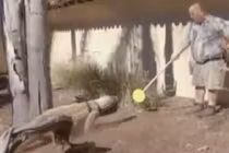 Cận cảnh huấn luyện rồng Komodo trong sở thú Mỹ