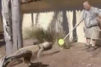 Cận cảnh huấn luyện rồng Komodo trong sở thú Mỹ