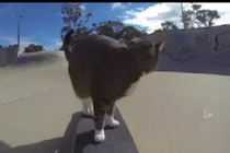 Mèo trượt ván như vận động viên chuyên nghiệp