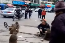 Khỉ cầm dao “chém” người trên phố