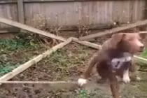 Kinh ngạc chú chó đứng bằng hai chân trên dây 