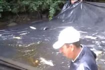 Thú vị với màn bắt cá đơn giản