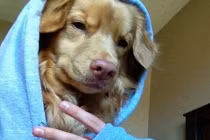 Động vật cũng biết “tự sướng“