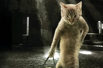 Những chú mèo “đa phong cách“