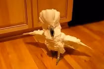 Chú vẹt "hổ báo" nhất quả đất