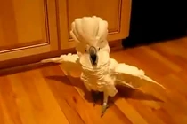 Chú vẹt "hổ báo" nhất quả đất